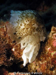nudibranch by Torresan Patrick 